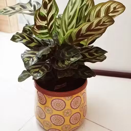 Beautiful Multi Coloured Design Planter Pot (5 x 5 Inch), Flower Pot, Flower Vase